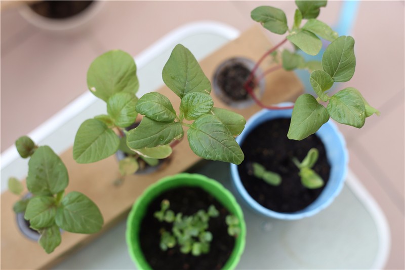 傻瓜式蔬菜養成計劃